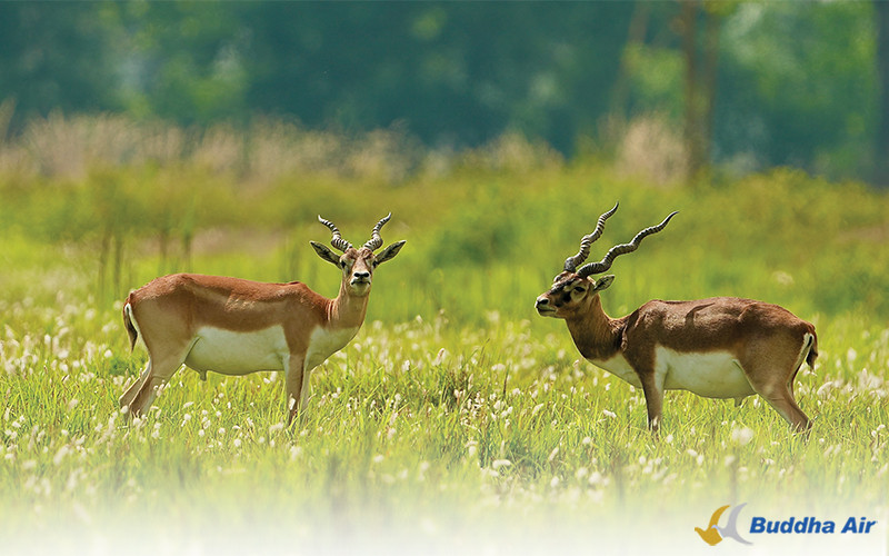 Blackbuck - Wildlife Conservation and Tourism in Nepal