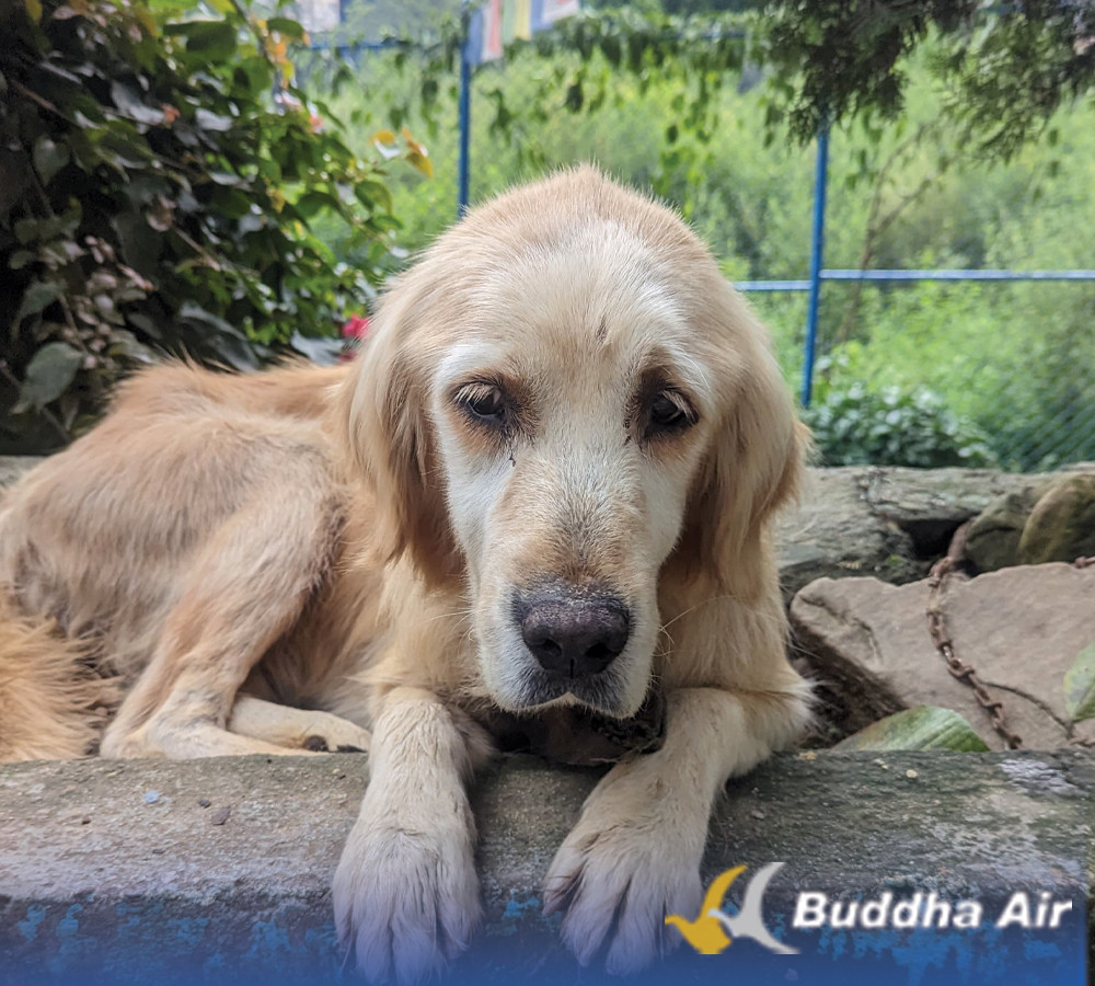 Budi - Animal Nepal