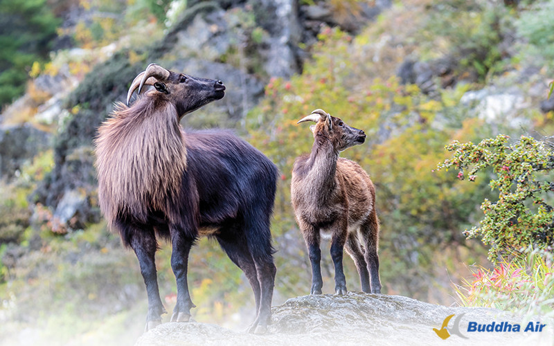 Himalayan Tahr 