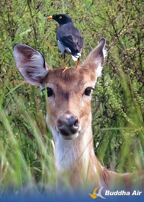 Jungle Myna and Deer - Bird Watching as meditation