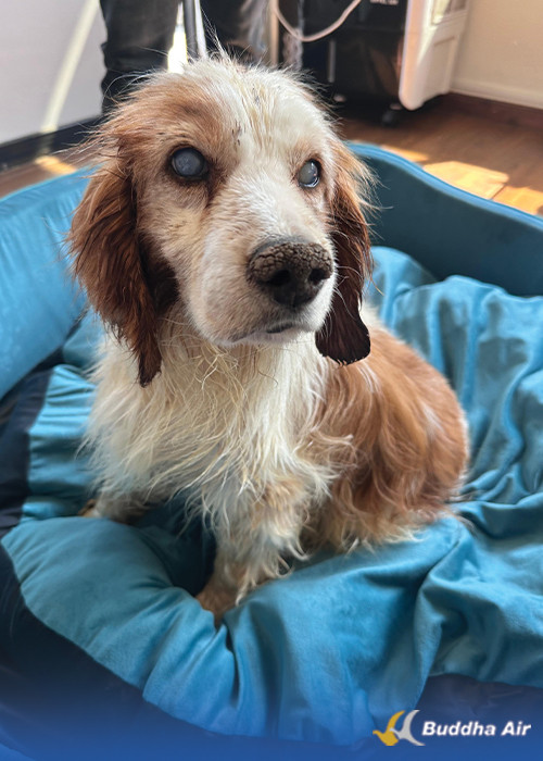 Moti After Adoption