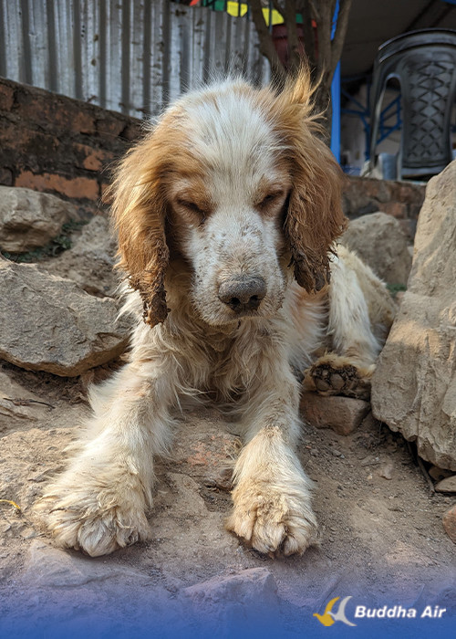 Moti Before - Animal Nepal
