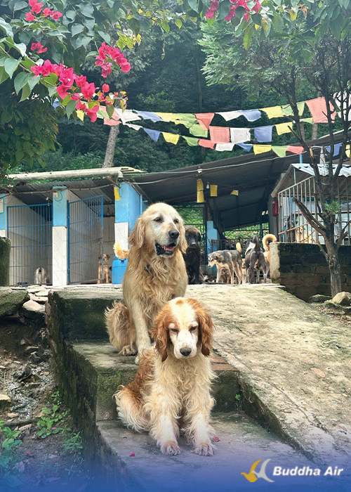 Moti at Animal Nepal