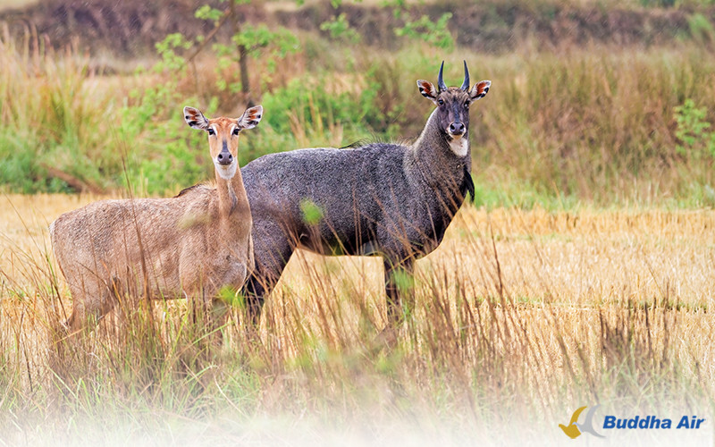 Nilgai