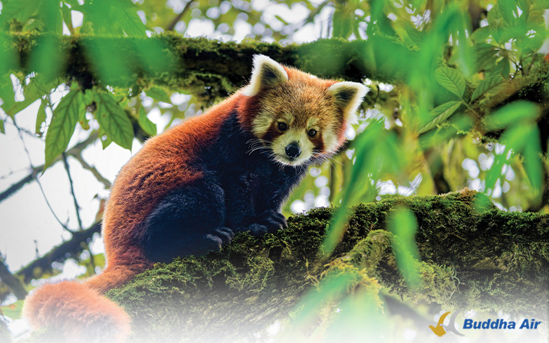 Red Panda