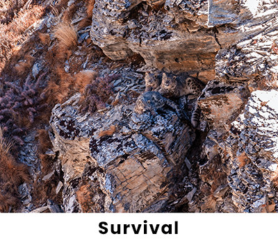 Snow Leopard Survival