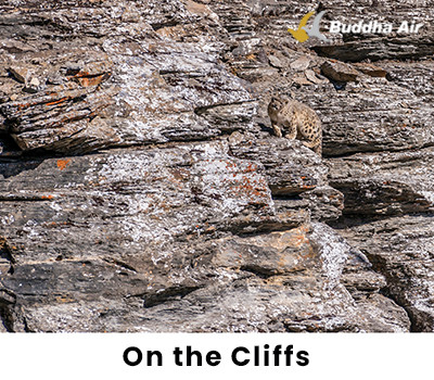 Snow Leopard on the Cliffs