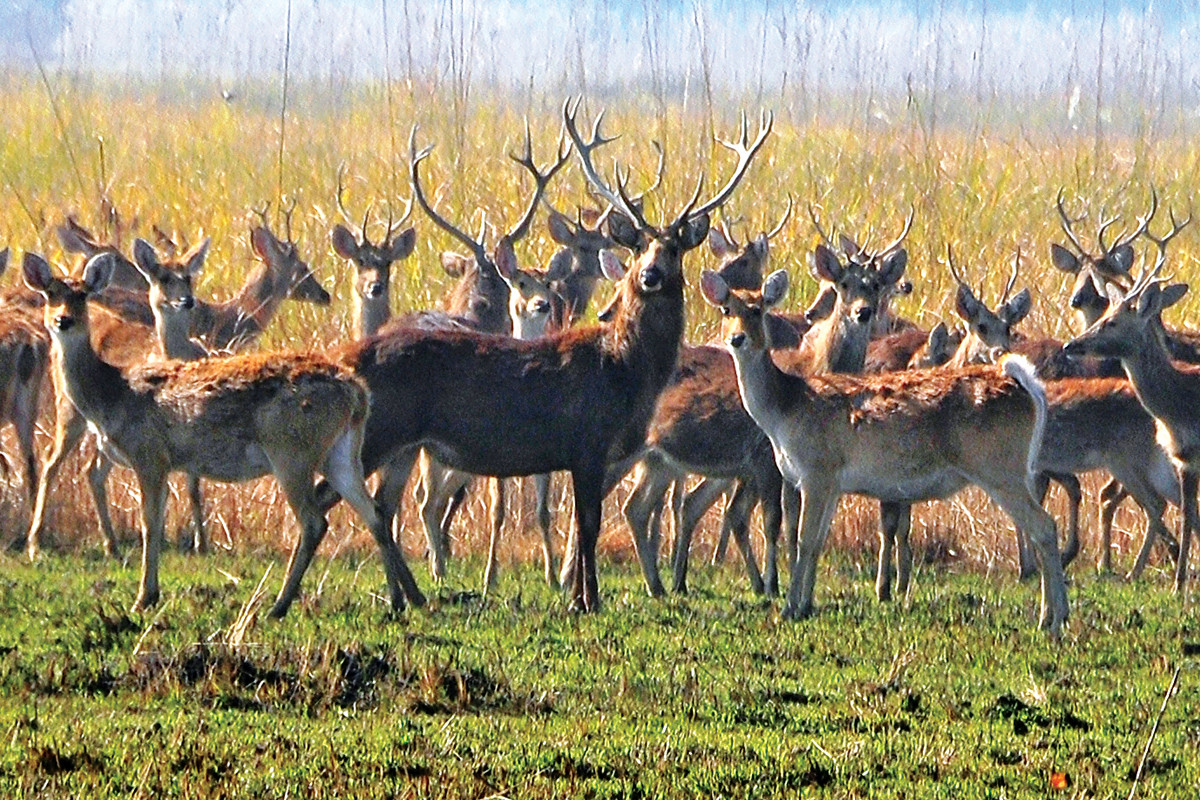 Suklaphanta National Park