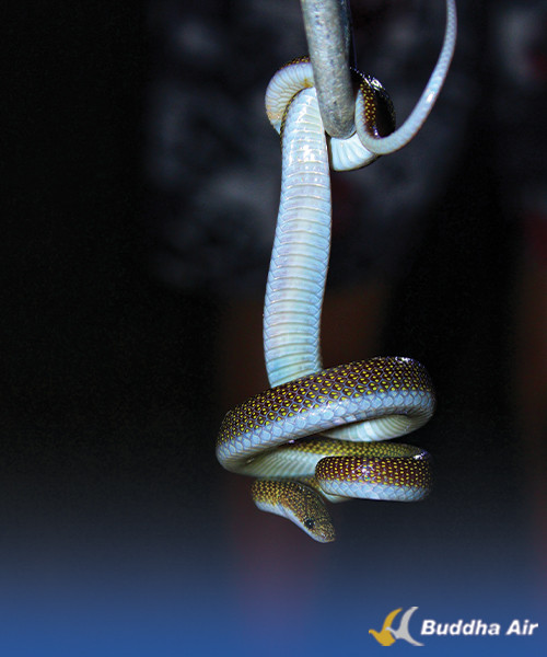 Twin-Spotted-Wolf-Snake