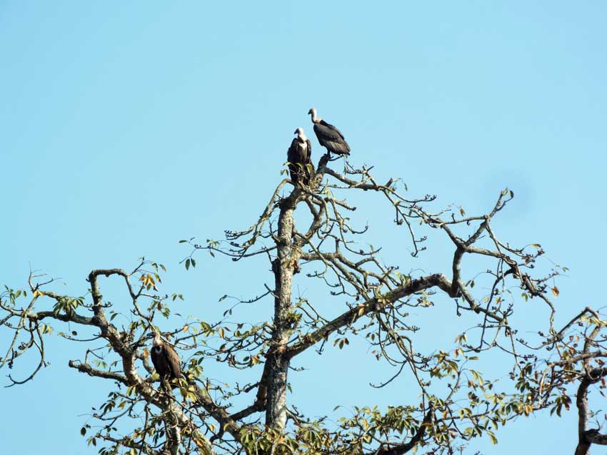 Vultures Preserved at Chitwan