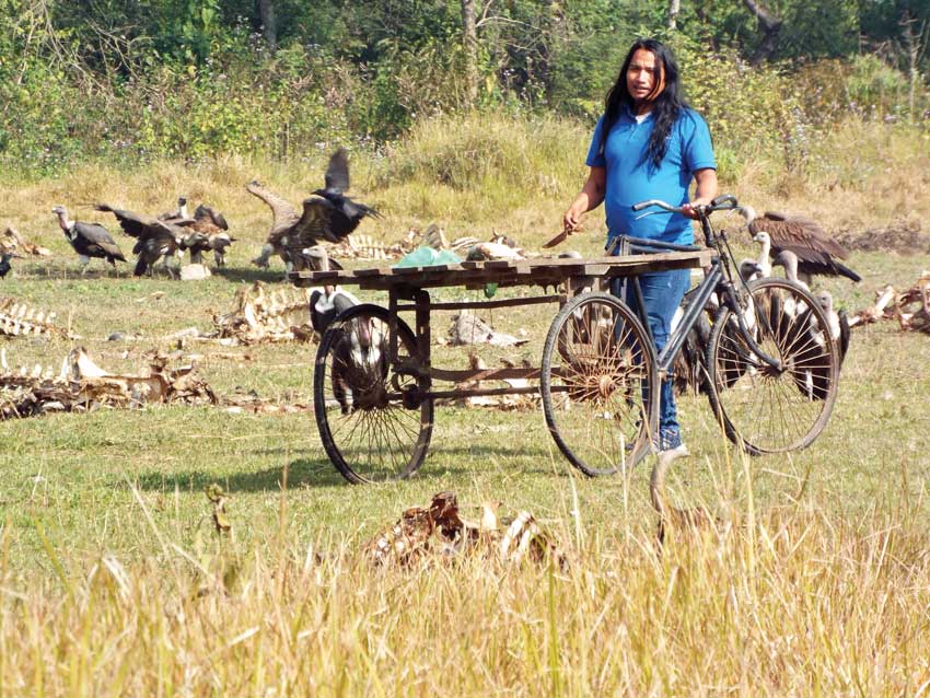 Vultures seen at Chitwan