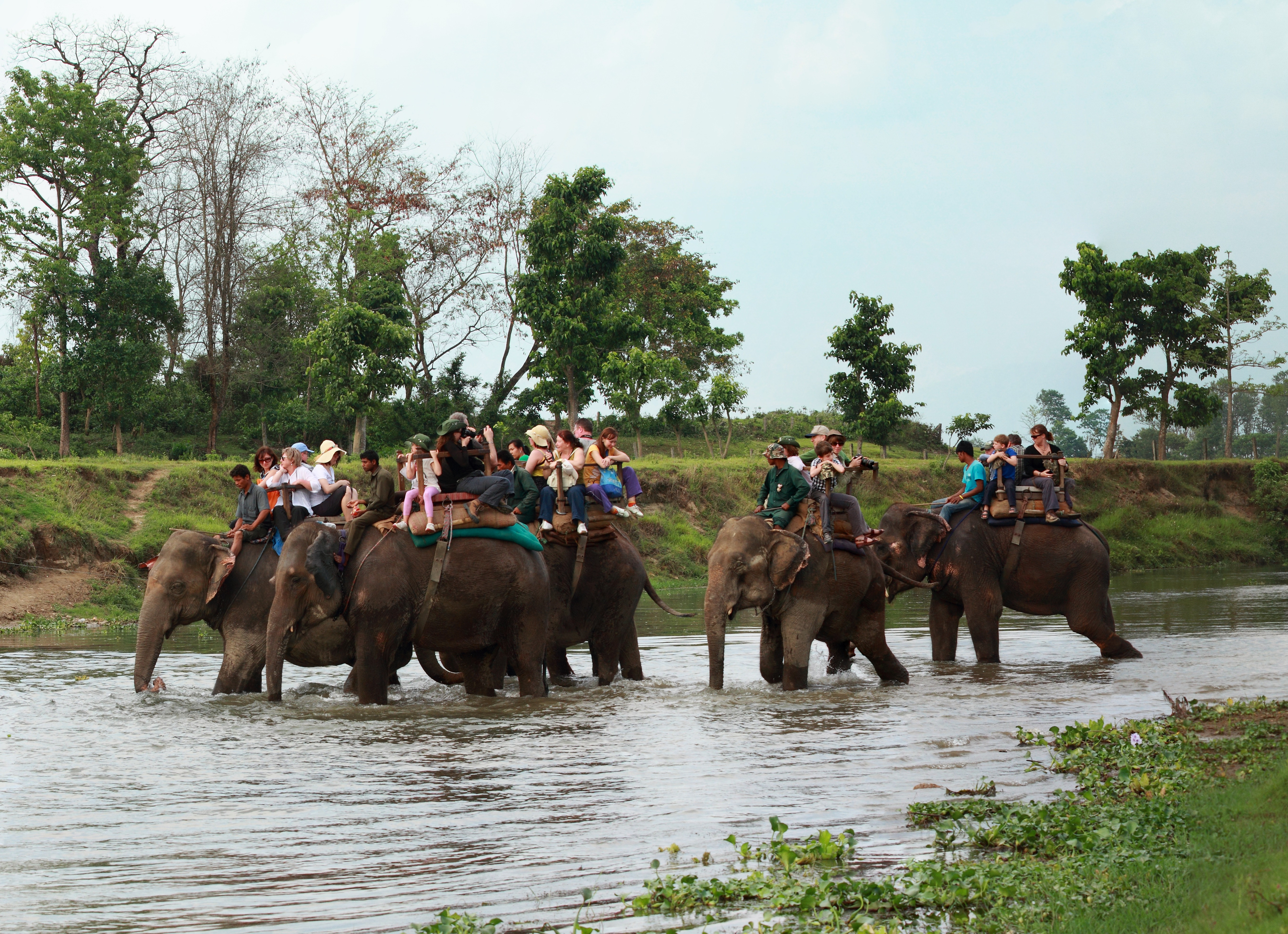 elephant-safari-chitwan-holidays.buddhaair