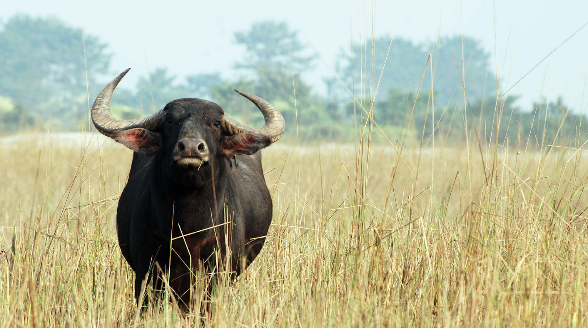 Koshi Tappu Wildlife