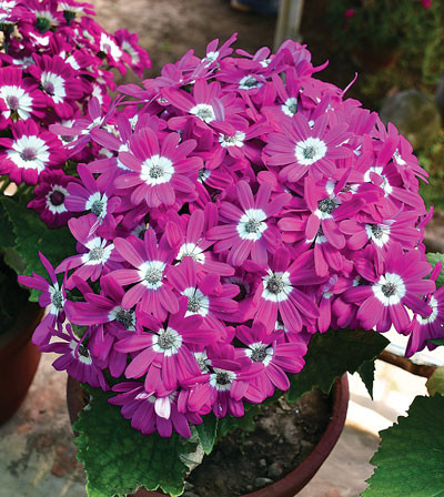 flower-in-godavari-lalitpur