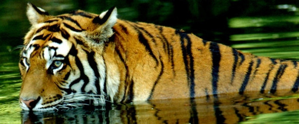 tigers in chitwan national park