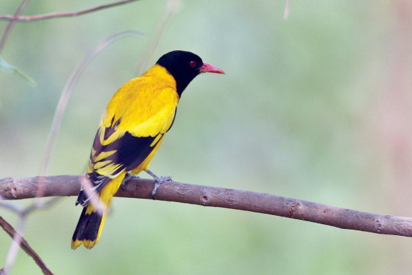 A Birdwatching Paradise | Koshi Tappu Wildlife Reserve
