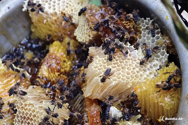 Chasing the Golden Nectar: Traditional Art of Honey Hunting