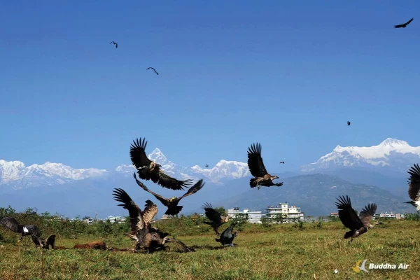 Nature's Sweeper: Essential Role of Vultures in Ecosystem