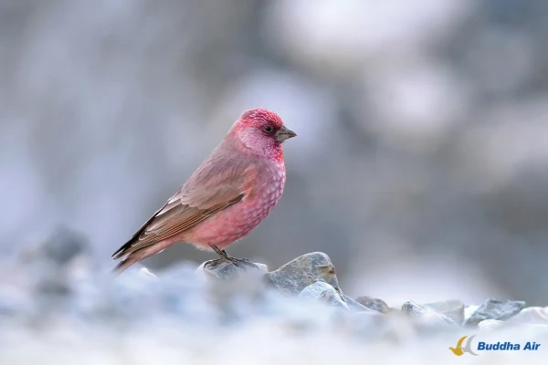 Bird Watching as Meditation - Mindfulness in Nature
