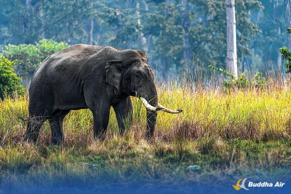 Wildlife Tourism in Nepal - Discover Wild Wonders of Nature