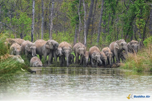 Wildlife Conservation and Regenerative Tourism in Nepal