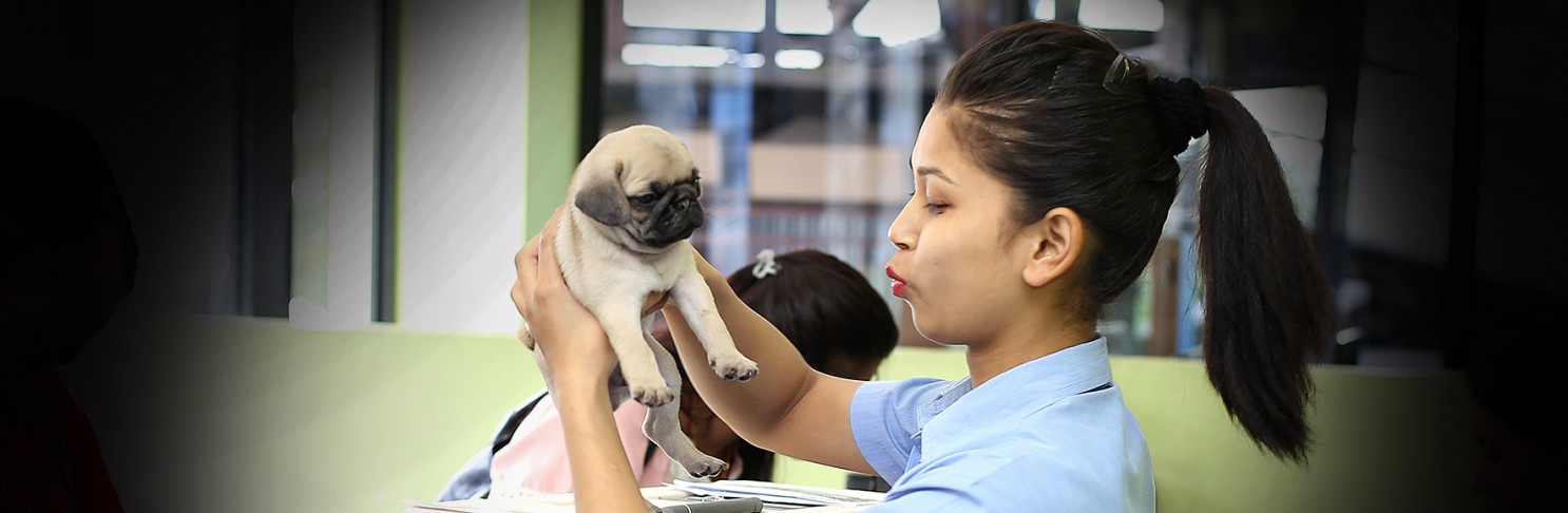 how much does it cost to send a dog on an airplane